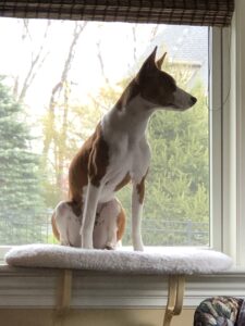 Dayo on her window seat watching the deer & squirrels 