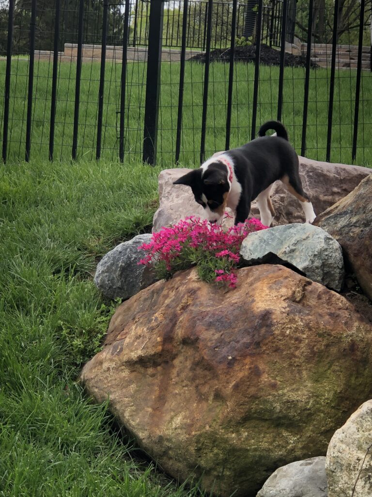 Amahle enjoying the spring flowers 