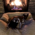 Enjoyin the Warmth of the Fireplace