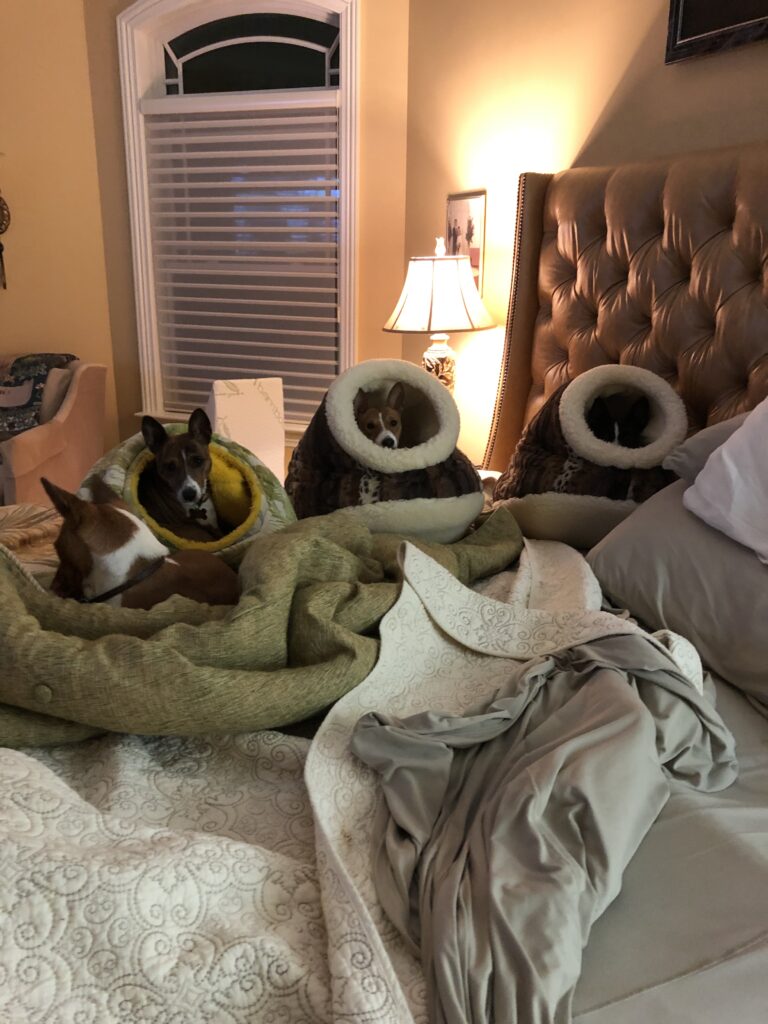 The Girls in their Cocoons 