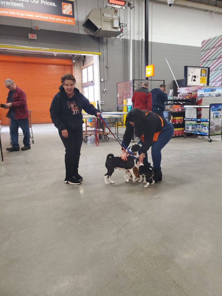 Puppies in Home Depot with older dog for comfort. 