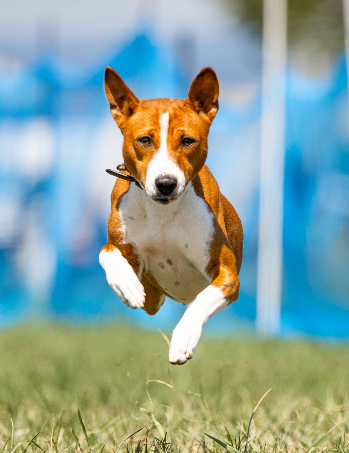 "GOOSE" GCH CH KISA Maringa Take Me Home Or Lose Me Forever