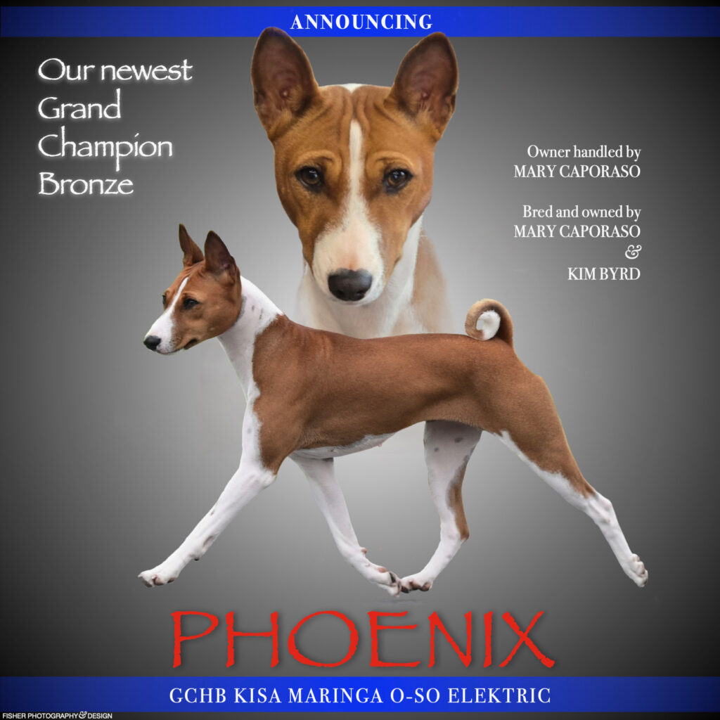 Phoenix Grand Chapion Bronze GCHB CH KISA Maringa O-SO Elektric  BCAT "Phoenix"