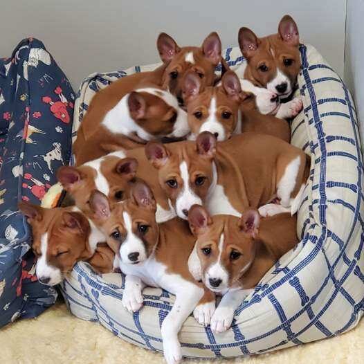 10 Puppies all together from the Top Gun Litter 
