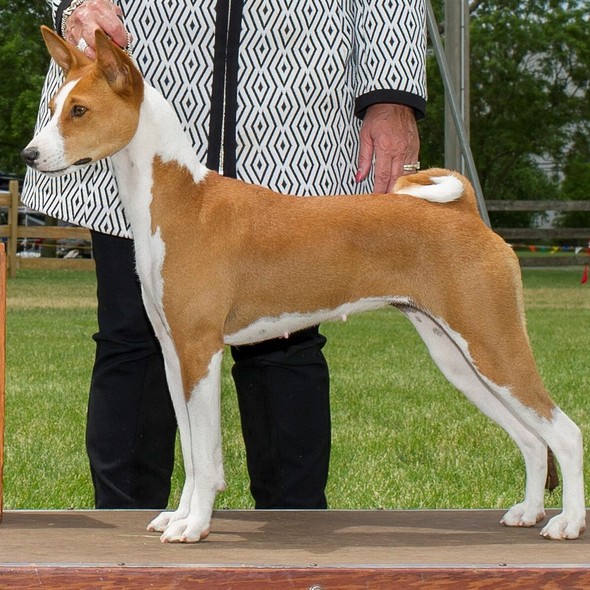 Best of Breed Close up Dayo 5.31.2021 Freehold