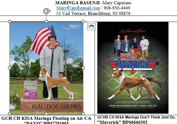 Dayo-Maverick 2025-Breedings